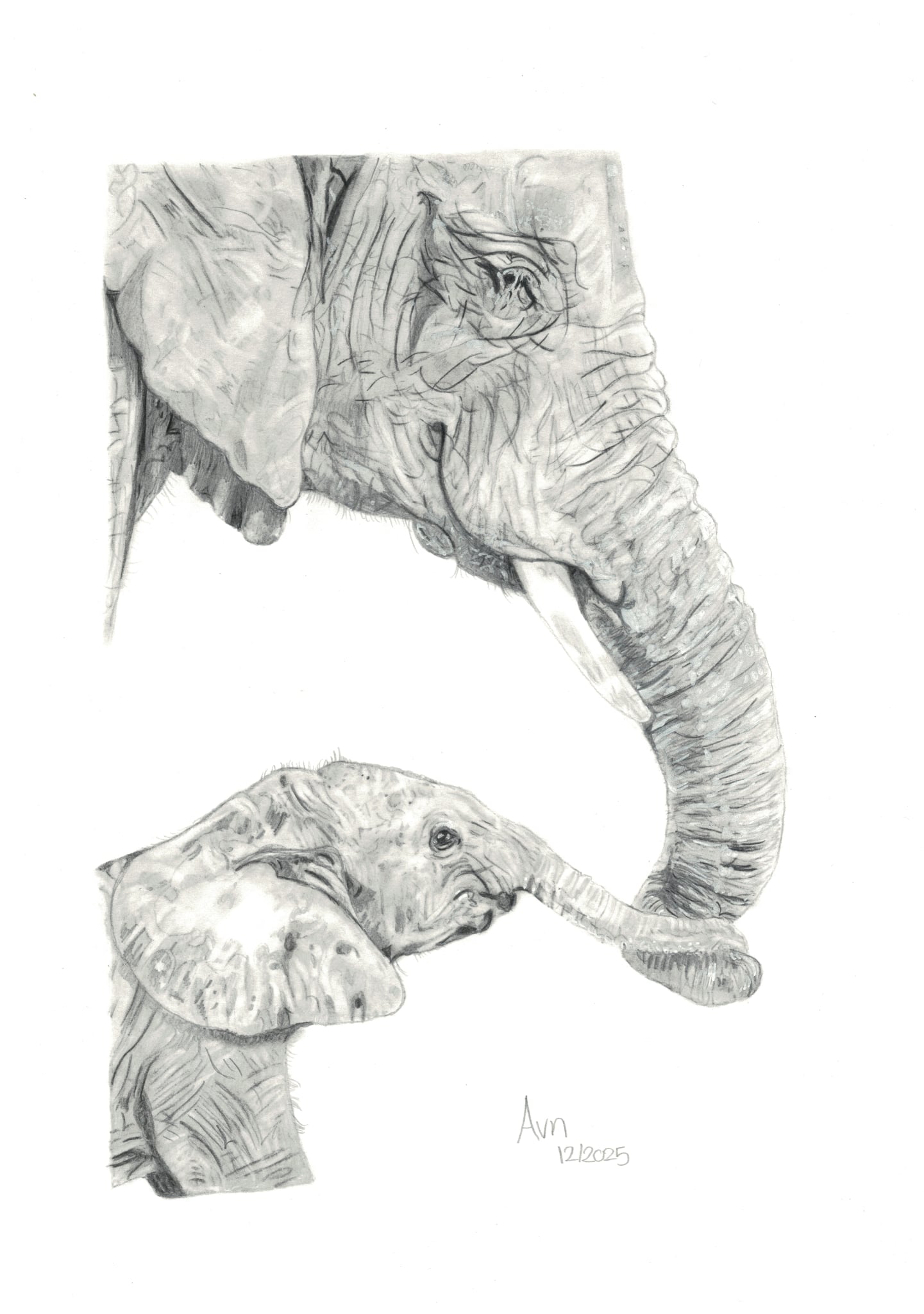 Grafiet tekening van olifanten