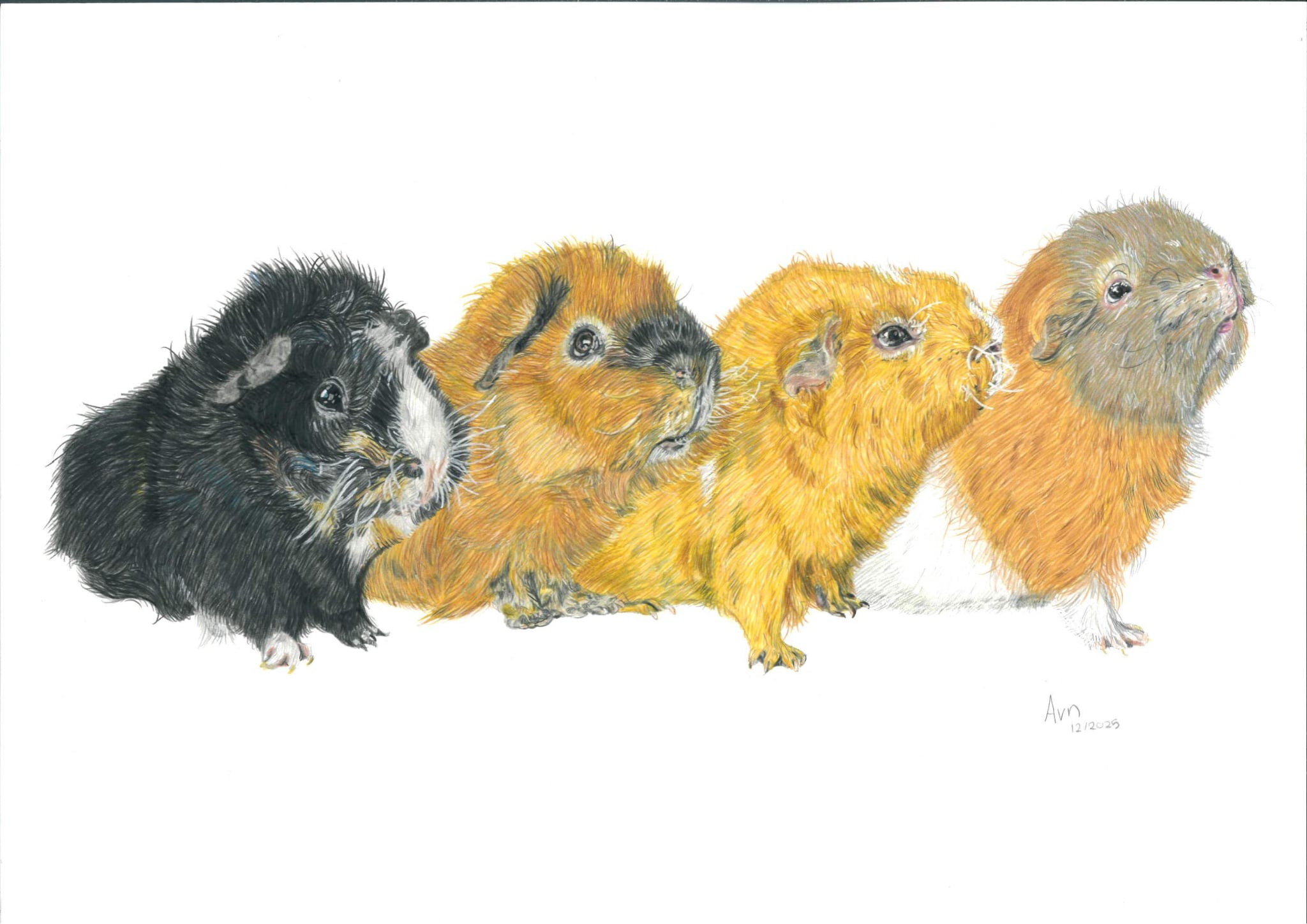 Kleurpotlood tekening van cavia's