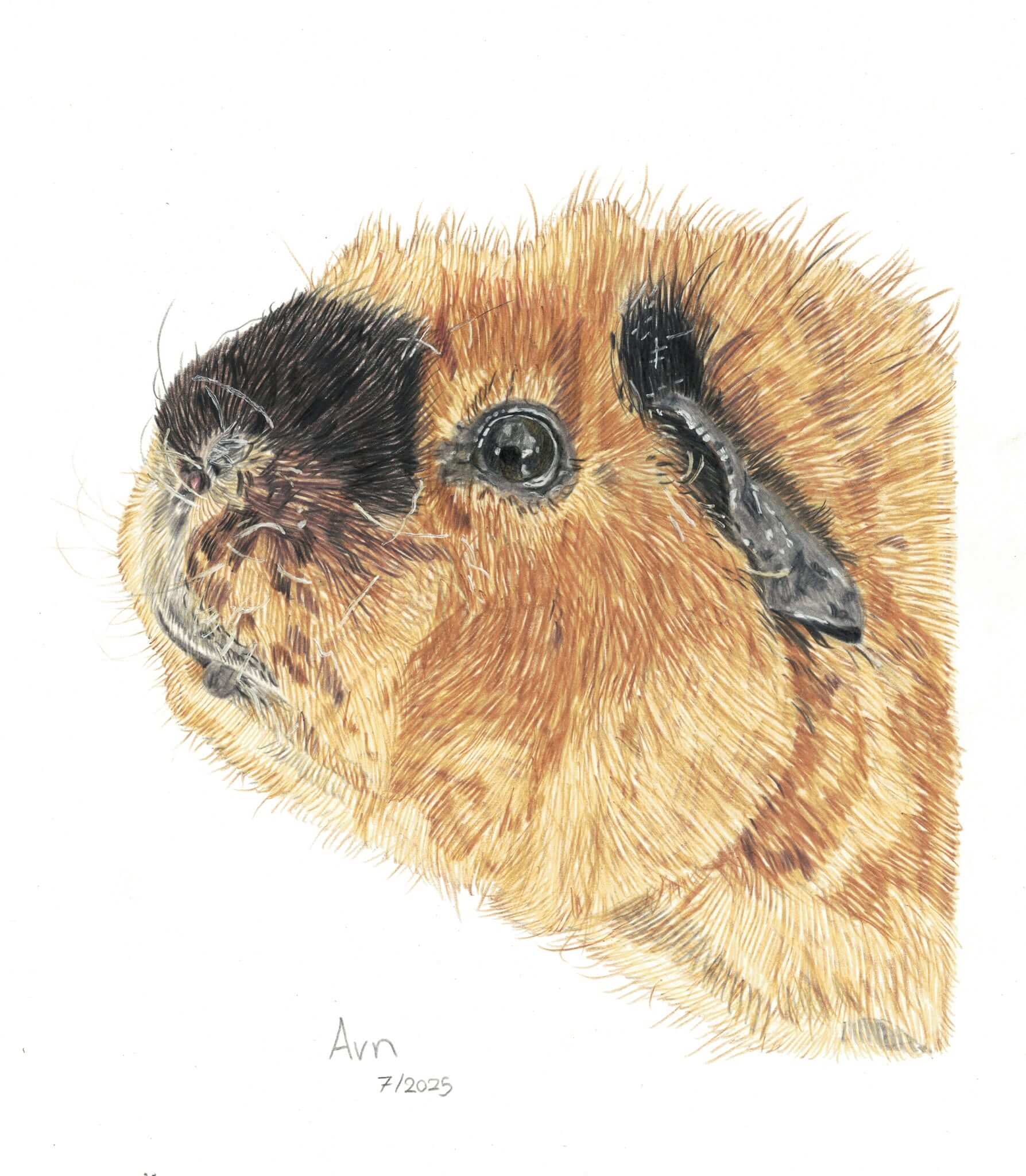 Kleurpotlood tekening van een hamster