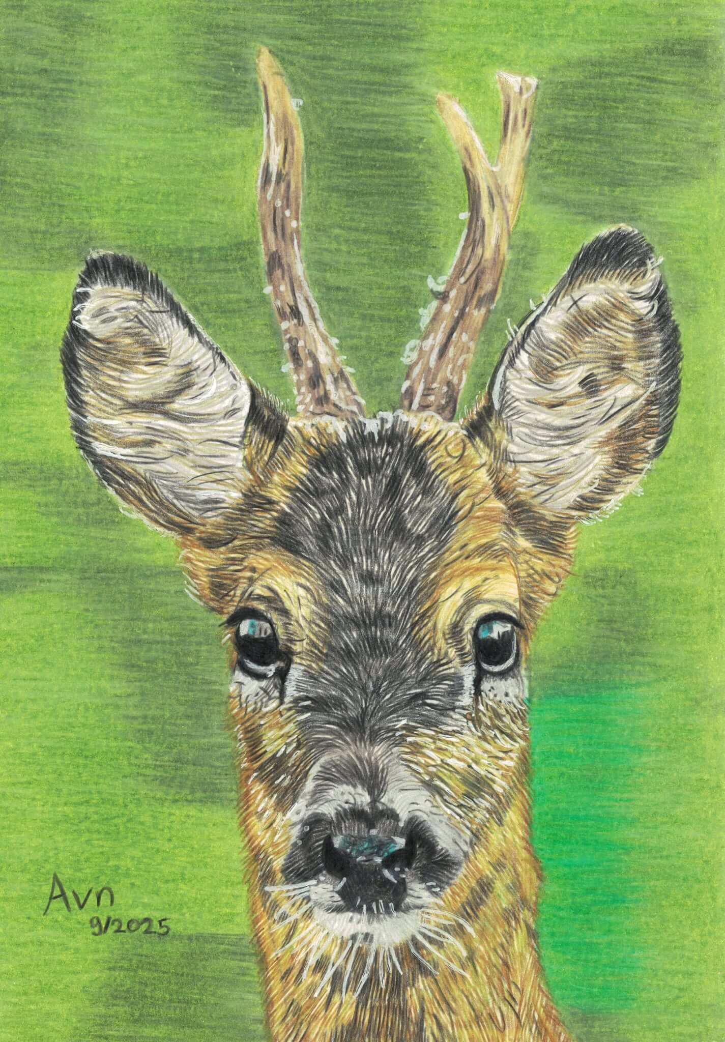 Kleurpotlood tekening van een hert