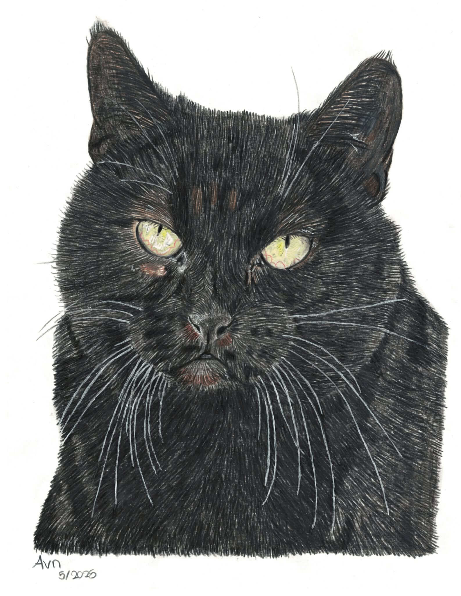 Kleurpotlood tekening van een kitten