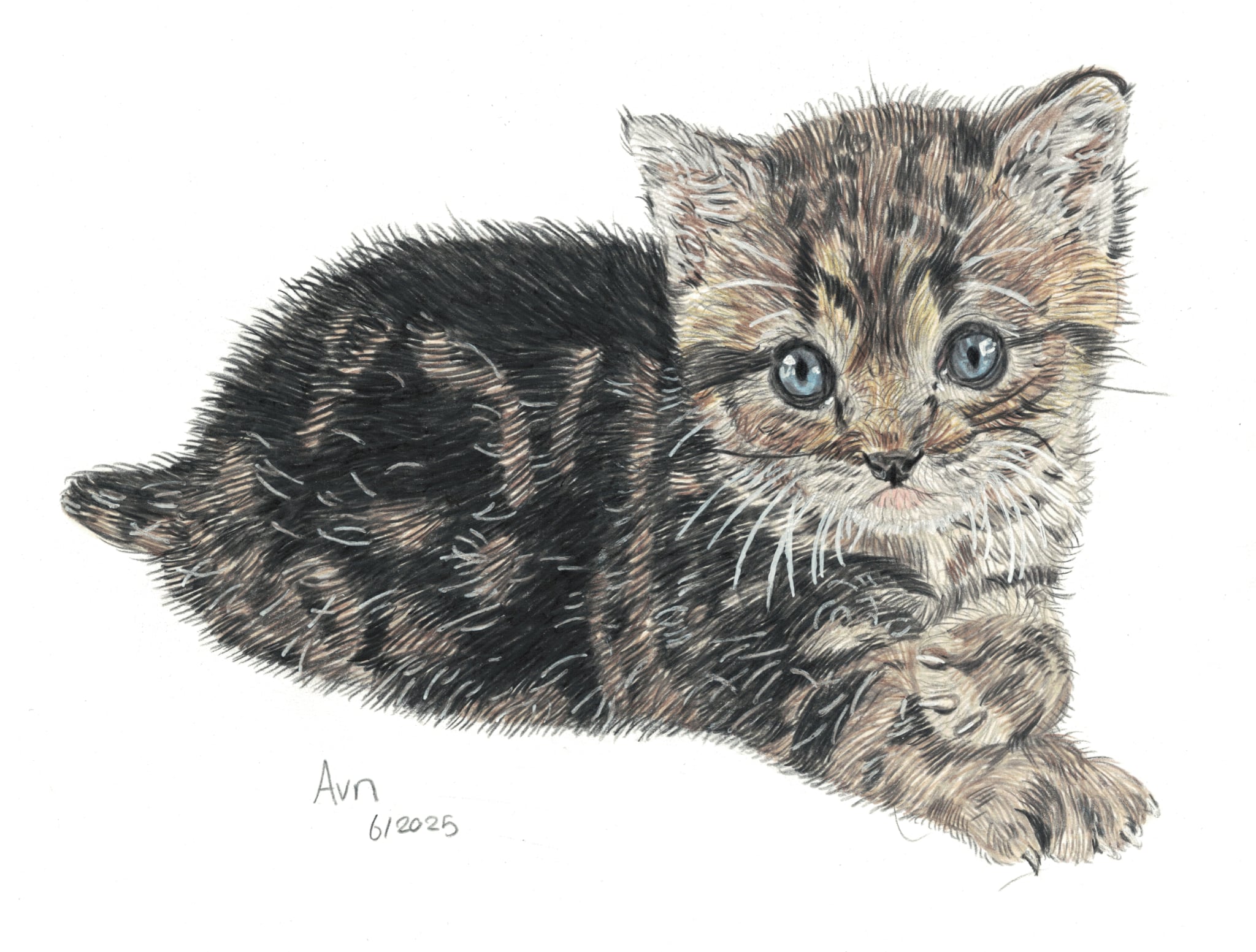 Kleurpotlood tekening van een kitten