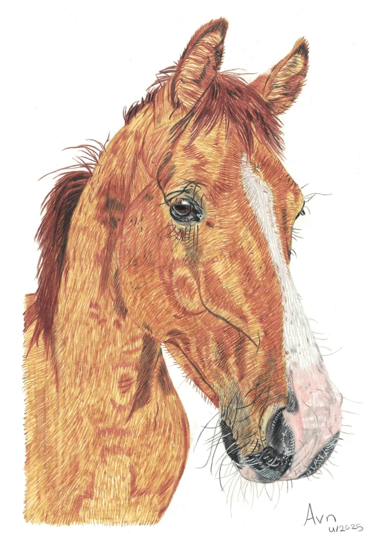 Kleurpotlood tekening van een paard