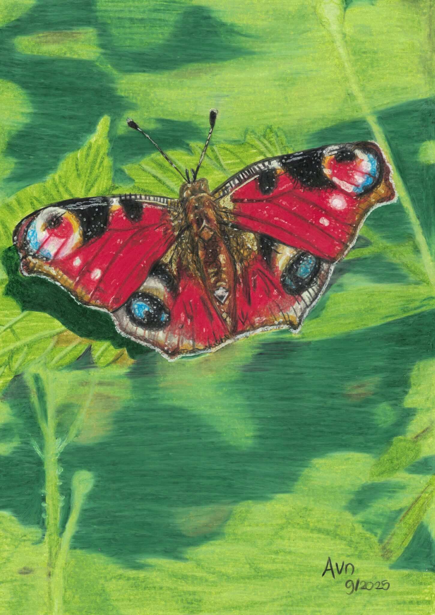 Kleurpotlood tekening van een vlinder