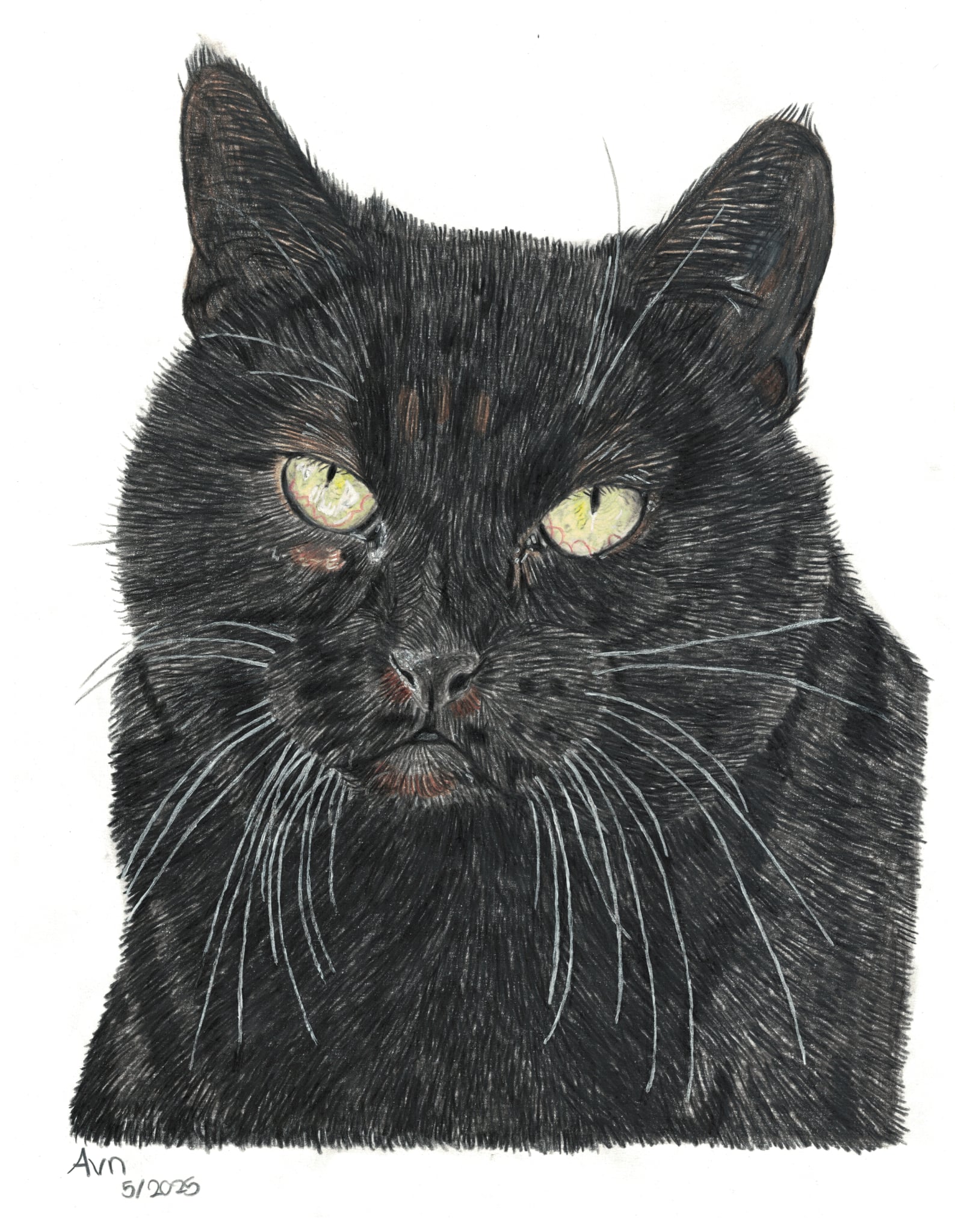 Kleurpotlood tekening van een zwarte kat